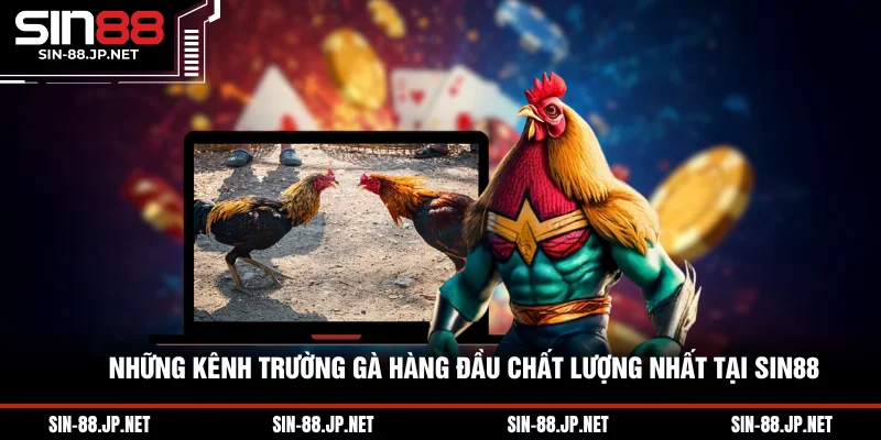 Đá Gà SIN88 - Những Trường Gà Và Tỷ Lệ Kèo Cao